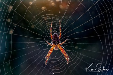 Spider in the sun.jpg